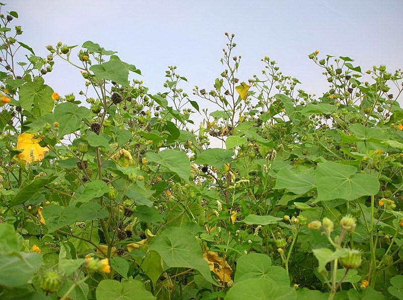 Abutilon theophrasti / Cencio molle